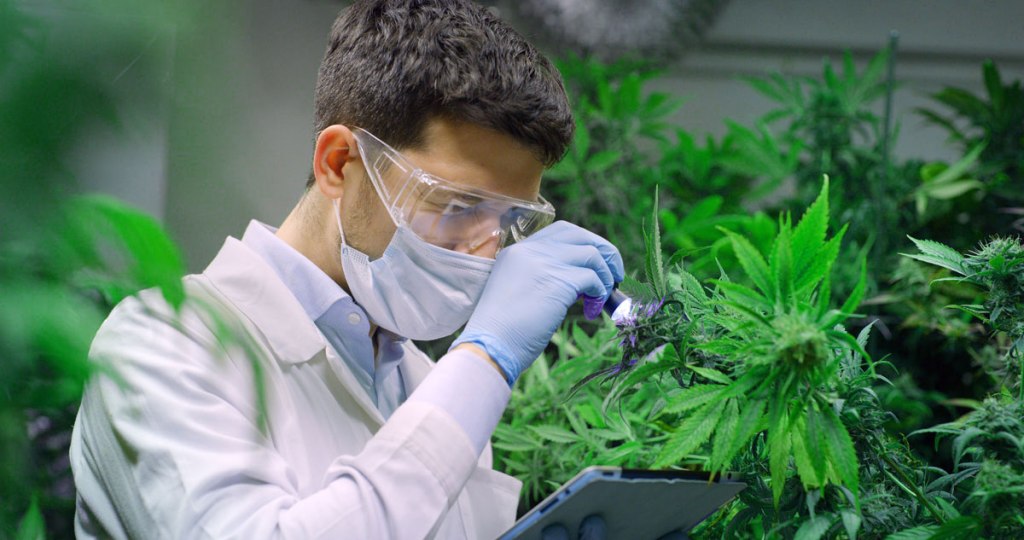 The Usefulness Of The Medicinal Cannabis – Know What You&nbsp;Don’t